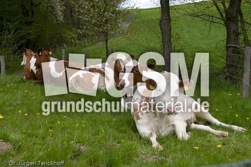 Hausrind (84 von 174).jpg